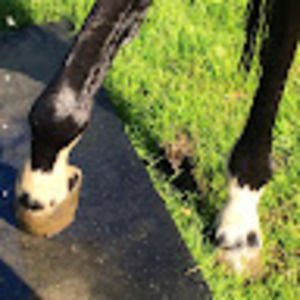 Meet your Posher, Briana